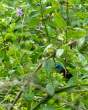BrightBirdInBush_OM12440