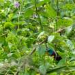 BrightBirdInBush_OM12440