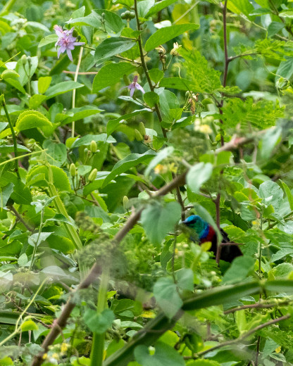BrightBirdInBush_OM12440