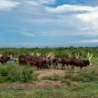 Cattle8x19_OM63521