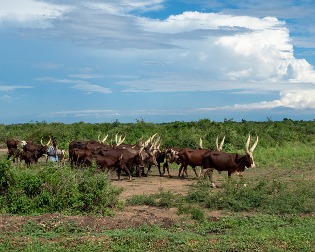 Cattle8x19_OM63521