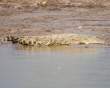 CrocSleeping_OM12545