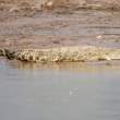 CrocSleeping_OM12545