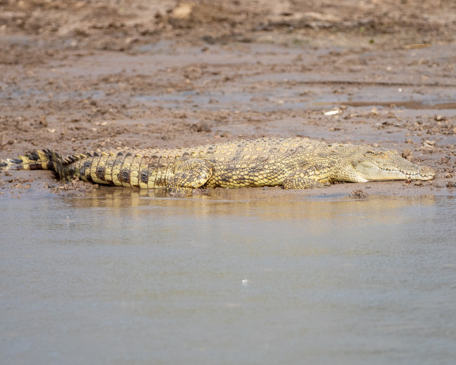 CrocSleeping_OM12545