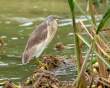 Heron_OM12431