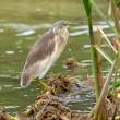 Heron_OM12431