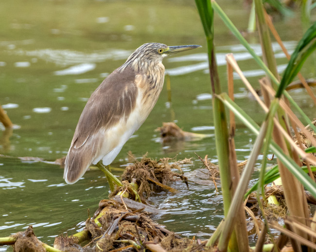 Heron_OM12431