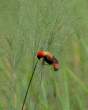NorthernRedBishop_OM12377