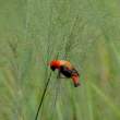 NorthernRedBishop_OM12377