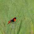 NorthernRedBishop_OM12380
