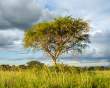 TreeWithWeaverNests_OM65342