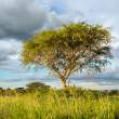 TreeWithWeaverNests_OM65342