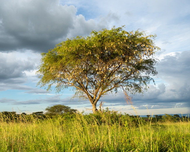 TreeWithWeaverNests_OM65342