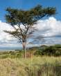 Tree_QENP_OM65175