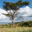 Tree_QENP_OM65175