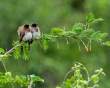 TwoLittleBirds_OM12452