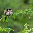 TwoLittleBirds_OM12452