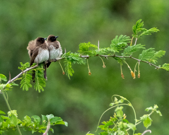 TwoLittleBirds_OM12452