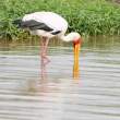 Yellow-billedStork_OM12524