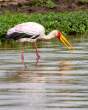 Yellow-billedStork_OM12525