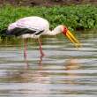 Yellow-billedStork_OM12525