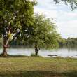 BakersBewareHippos_OM63146