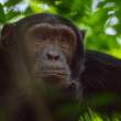 ChimpElder3x2_OM11681