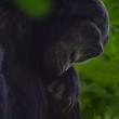 ChimpPensiveAdj3x2