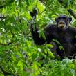 ChimpWithNuts_OM64536