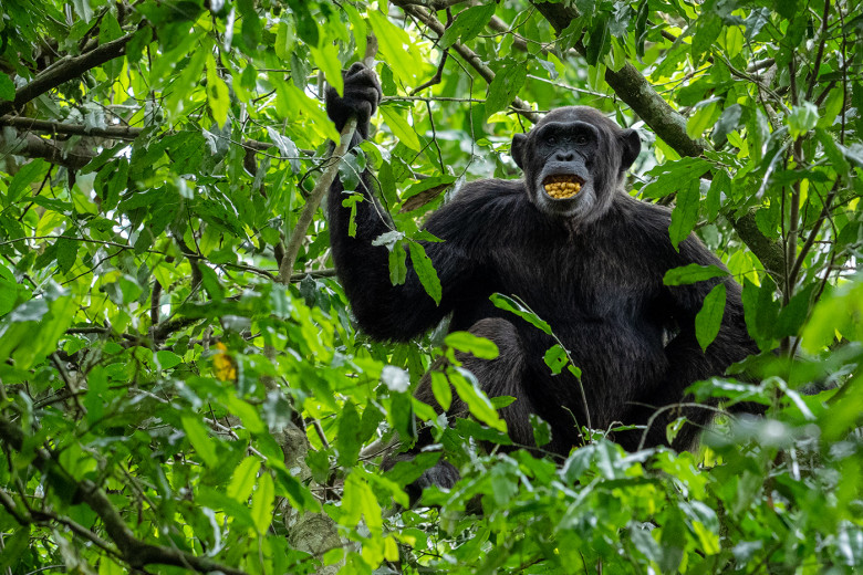 ChimpWithNuts_OM64536