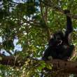 Chimp_OM11576