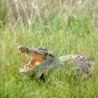 Croc_SayAhh_OM09809