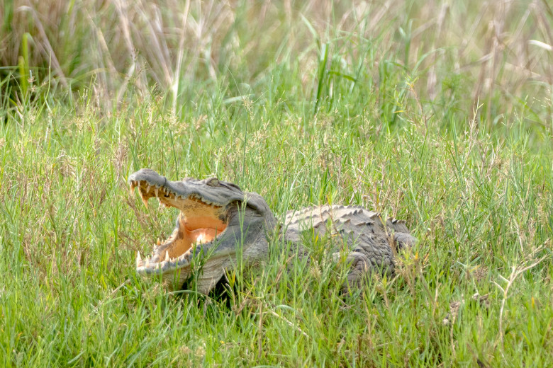Croc_SayAhh_OM09809