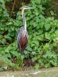 GoliathHeron_OM10914
