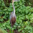 GoliathHeron_OM10914