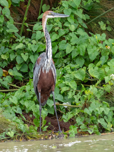 GoliathHeron_OM10914