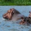 HippoTrio3x2_OM62091