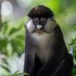 RedtailedMonkey5x7_OM11927