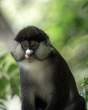 RedtailedMonkey_OM11936