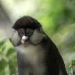 RedtailedMonkey_OM11936