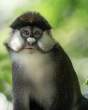 RedtailedMonkey_OM11939