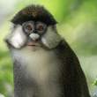 RedtailedMonkey_OM11939