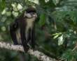 RedtailedMonkey_OM11954