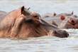 RiverHorse3x2_OM09788