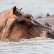 RiverHorse3x2_OM09788