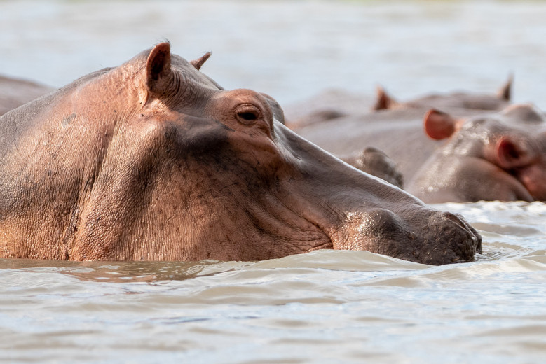 RiverHorse3x2_OM09788