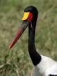 Saddle-billedStorkHeadshot2_OM06654