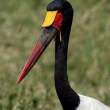 Saddle-billedStorkHeadshot2_OM06654