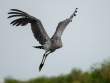 ShoebillFlying_OM11034