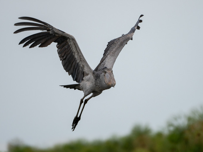 ShoebillFlying_OM11034
